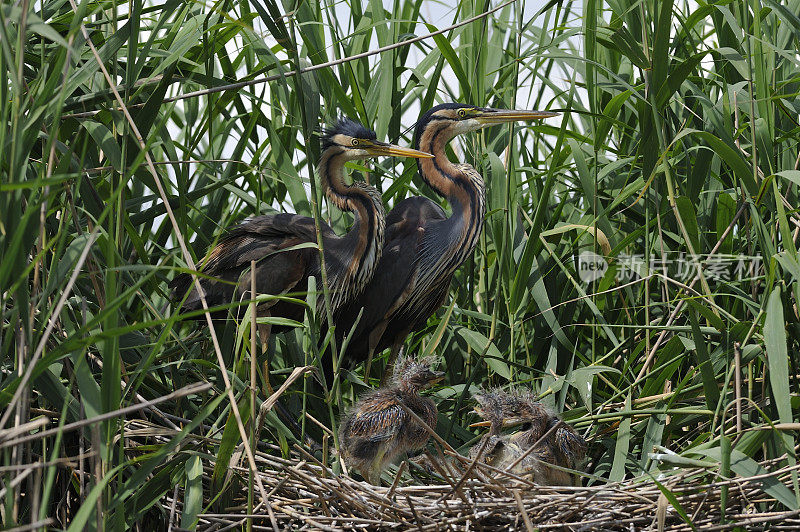 巢中的紫鹭(Ardea purpurea)